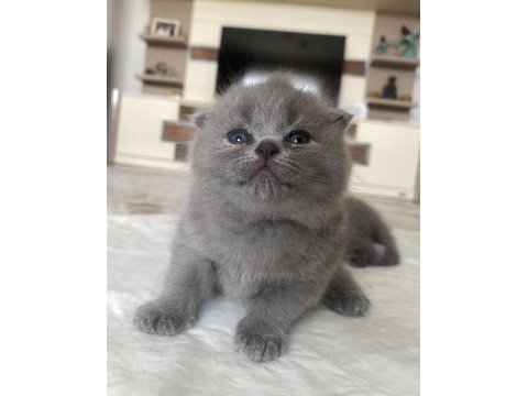 Dişi scottish fold