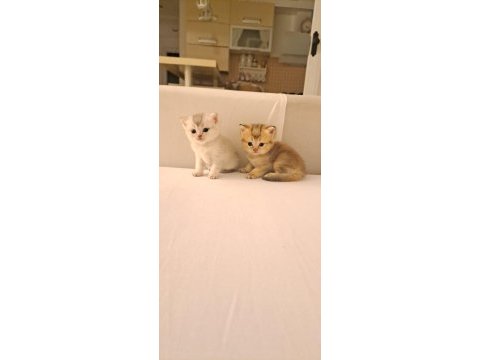 Scottish fold ve blue point bulunmayan cinsi