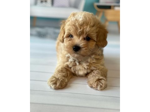 Toy poodle kalitesinde maltipoo yavruları