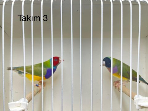 Gökkuşağı ispinozu her renk mevcuttur