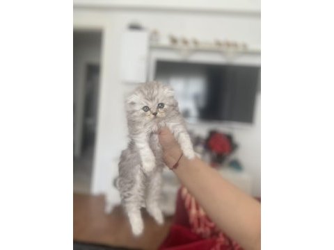 Tek kalan yavru kedimiz mavi gözlü anne baba ekde
