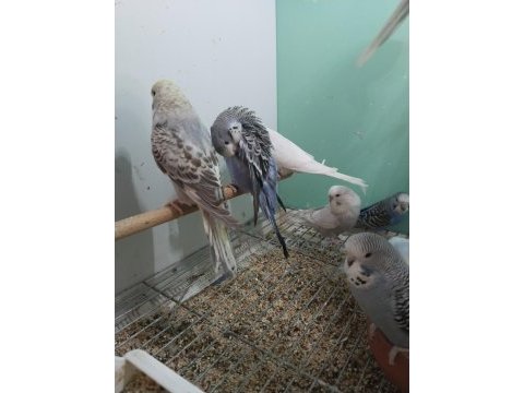Yeni yeme düşmüş bebek muhabbetler jumbo çek ingiliz
