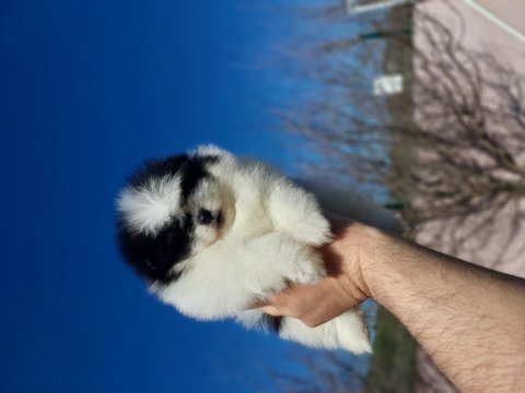 Yok denilecek kadar az panda pomeranian yavrular