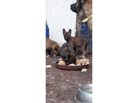 Belgian malinois ve hollanda dutc yavrular