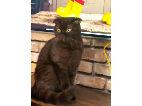 Scottish fold kedimiz annelegi mukemmel nutellayi