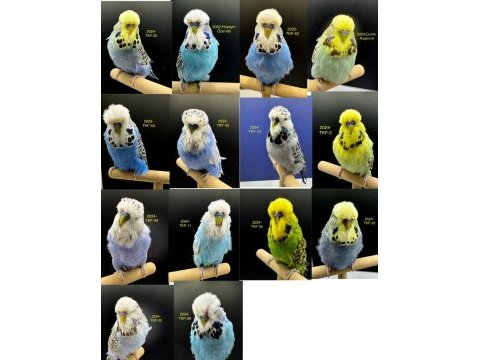 30 adet orta-üst vasıf show muhabbet kuşlar