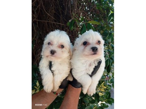 Kar topu lekesiz safkan maltese bebeklerimiz