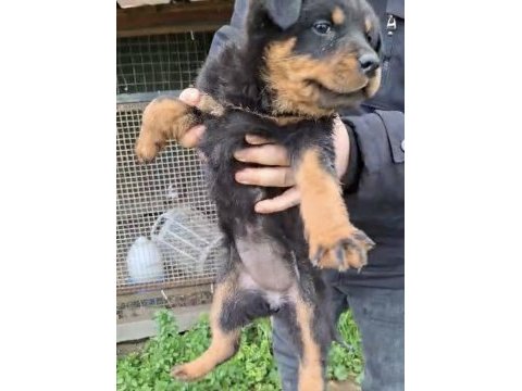 Son yavrum orijinal kaliteli rottweiler