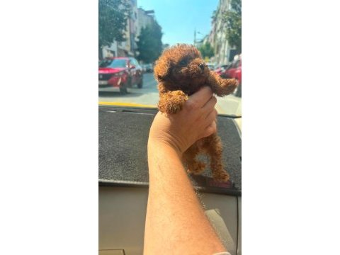 Kıvır kıvır dark brown poodle yavrular