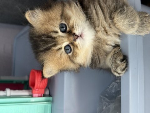 Golden british longhair