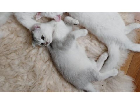 3 aylık silver scottish fold dişi yavru