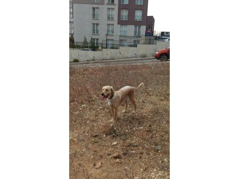 Depremzede golden retriever