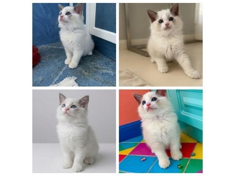 Ragdoll dişi ve erkek yavrular