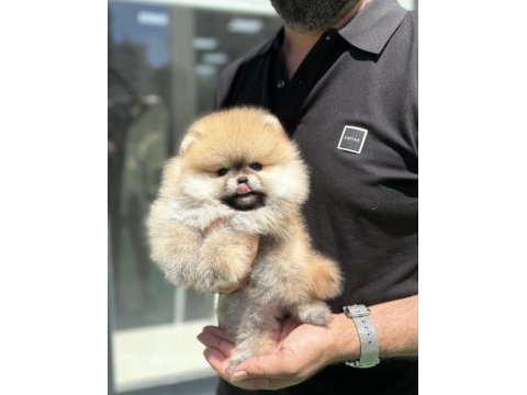 Pomeranian boo köpekler