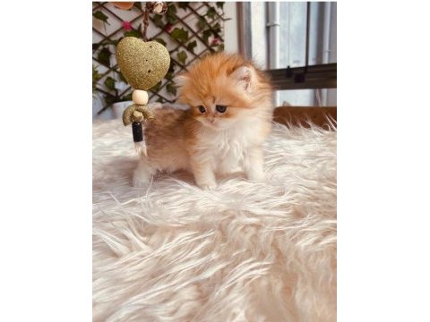 Teslime hazır oyuncu british longhair bebekler