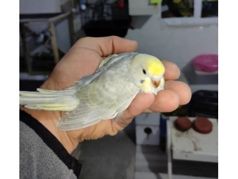 Bebek muhabbet kuşları