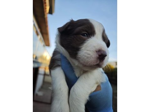 Sağlıklı safkan border collie yavrular