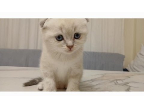 Nadir bulunan scottish fold güzellik