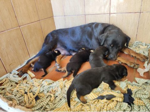 Orijinal çiftliğinden macar rottweiler köpekleri