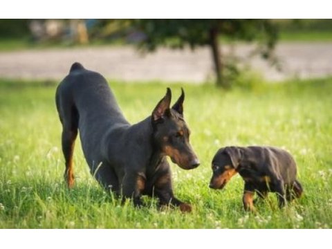Doberman yavru