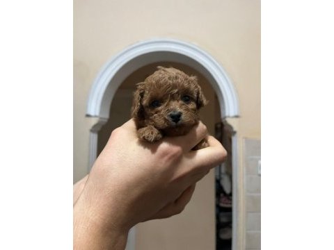 2 dişi ve 2 erkek kırmızı kahve renk minyatür poodle