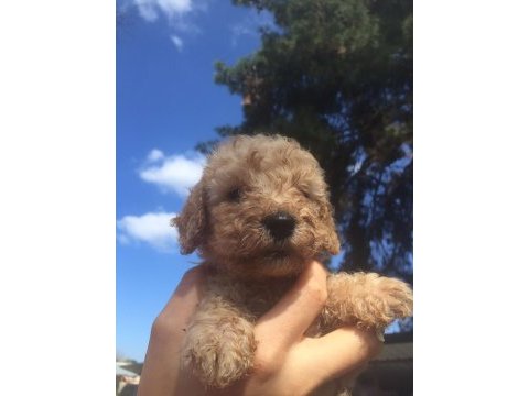 Toy poodle yavrular