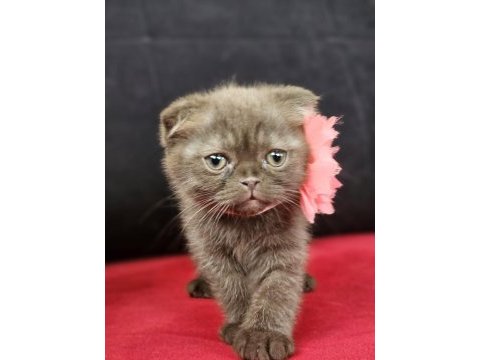 Scottish straight ve scottish fold yavrular