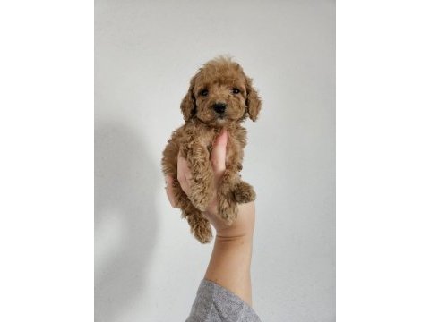 Toy poodle yavrularımız