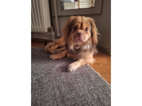 Pekinez pomeranian melezi ücretsiz