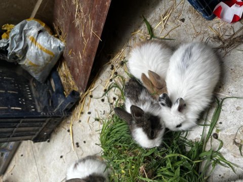 Manisa aslanbaş tavşan
