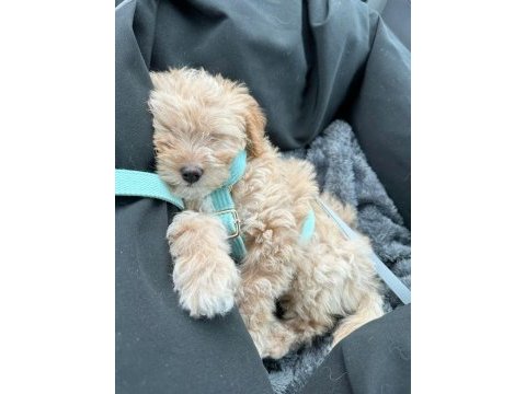 Poodle gibi maltipoo bebekler