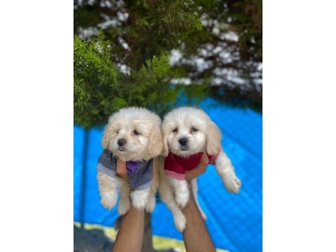 Maltipoo dişi yavrular