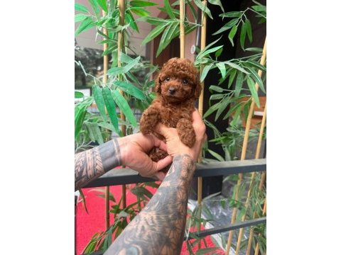 Orjinal ırk ve sağlık garantili köpekler