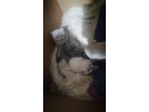 Scottish fold yavru antalya yeni
