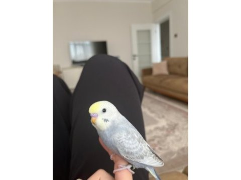 Ele alışık yavru 1 buçuk aylık erkek rainbow muhabbet kuşu
