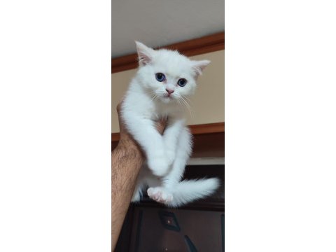 British shorthair kar topları
