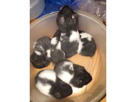 Suriye hamsterları 4 haftalık