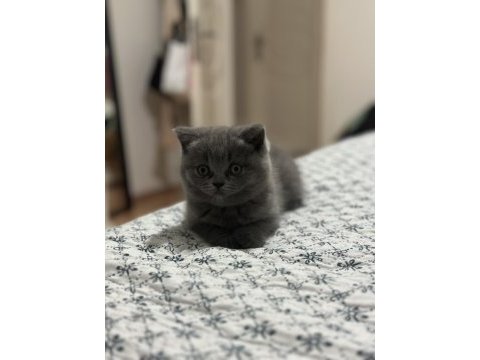 Tatlı yavrumuza yeni yuva arıyoruz scottish fold