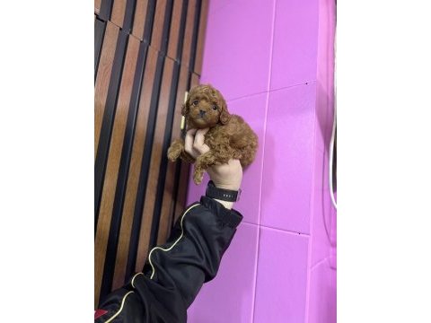 Toy poodle kendi köpeğimizin bebekleri uygun