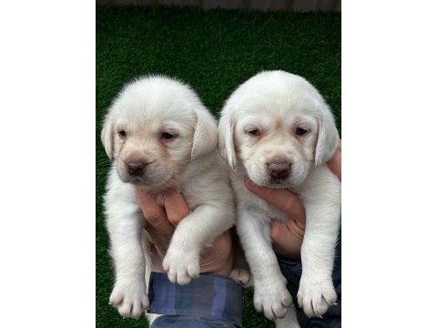 Şampanya labrador jelibonlar