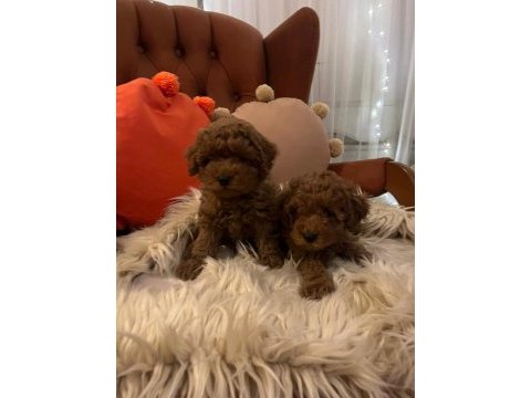 Kore yavrusu a kalite orjinal toy poodle yavrular