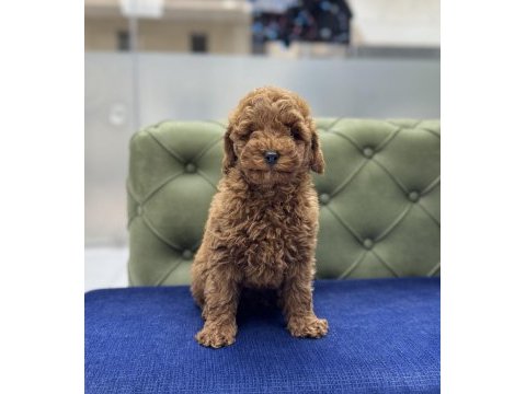 Red erkek aşılı toy poodle yavrumuz