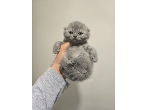 Scottish fold yavrular