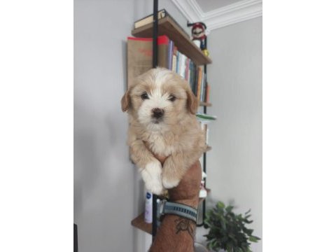 Maltipoo bebekleri