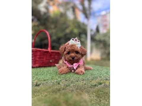 Orjinal teacüp yavrumuz dora