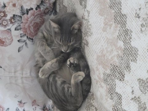 Kedimiz lia yeni ev arıyor
