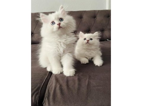 Safkan erkek dişi kediler
