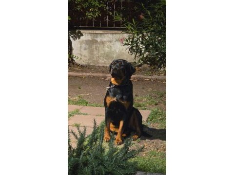 13 aylık dişi rottweiler