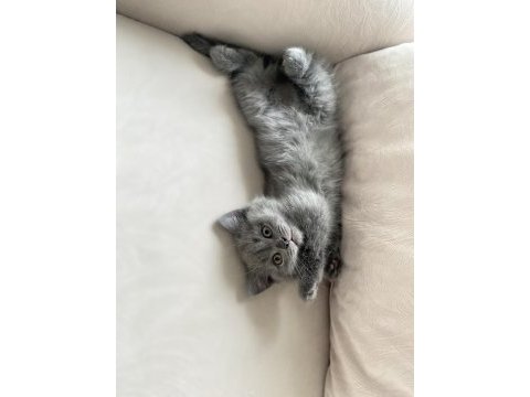 2 aylık british shorthair erkek kedimiz