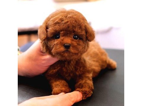 Korean toy poodle yavrularım